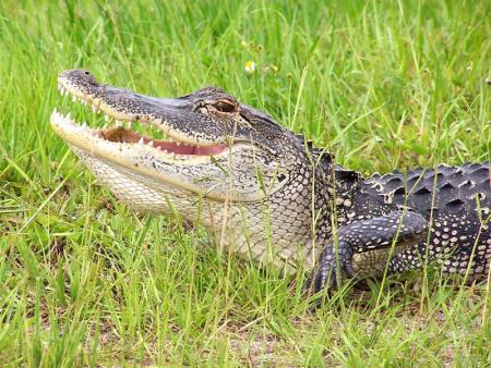 --- L'alligator ---